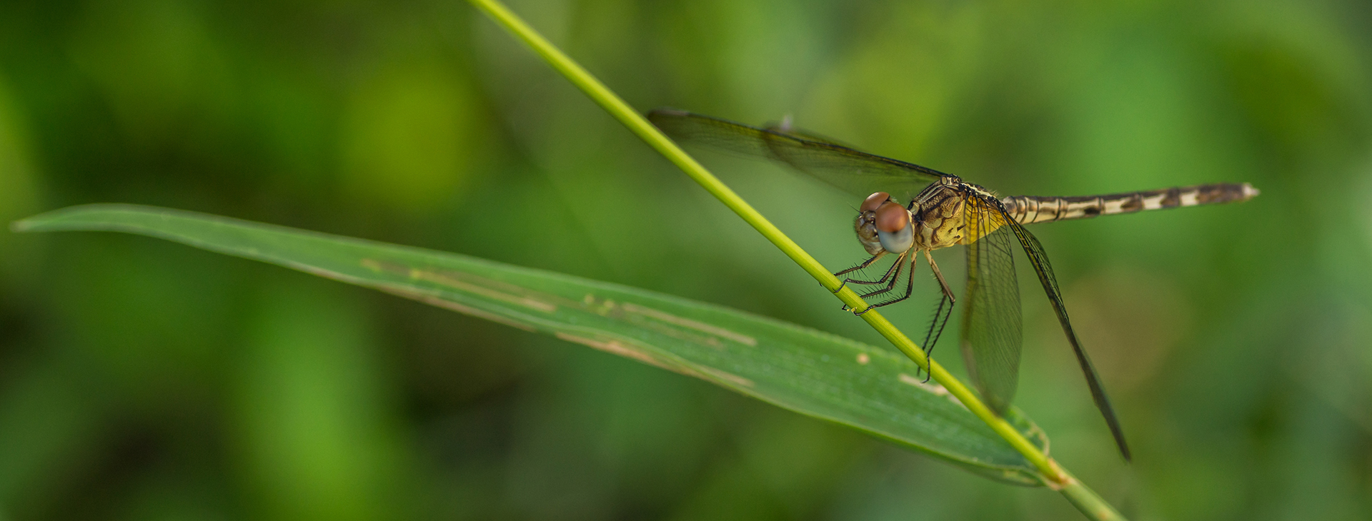 Biodiversity