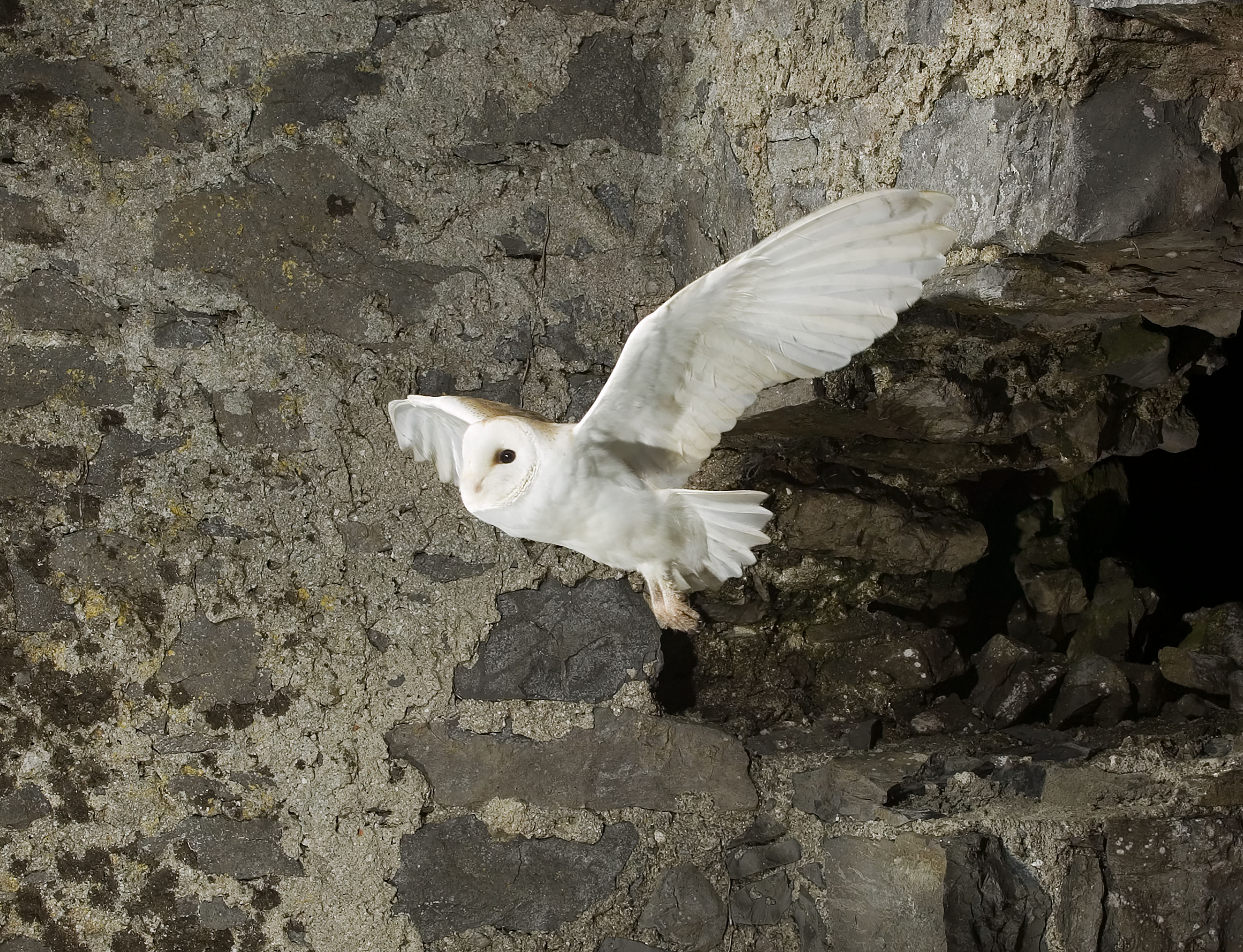Barn-Owl-in-flight_Mike-Brown Barn-Owl-in-flight_Mike-Brown