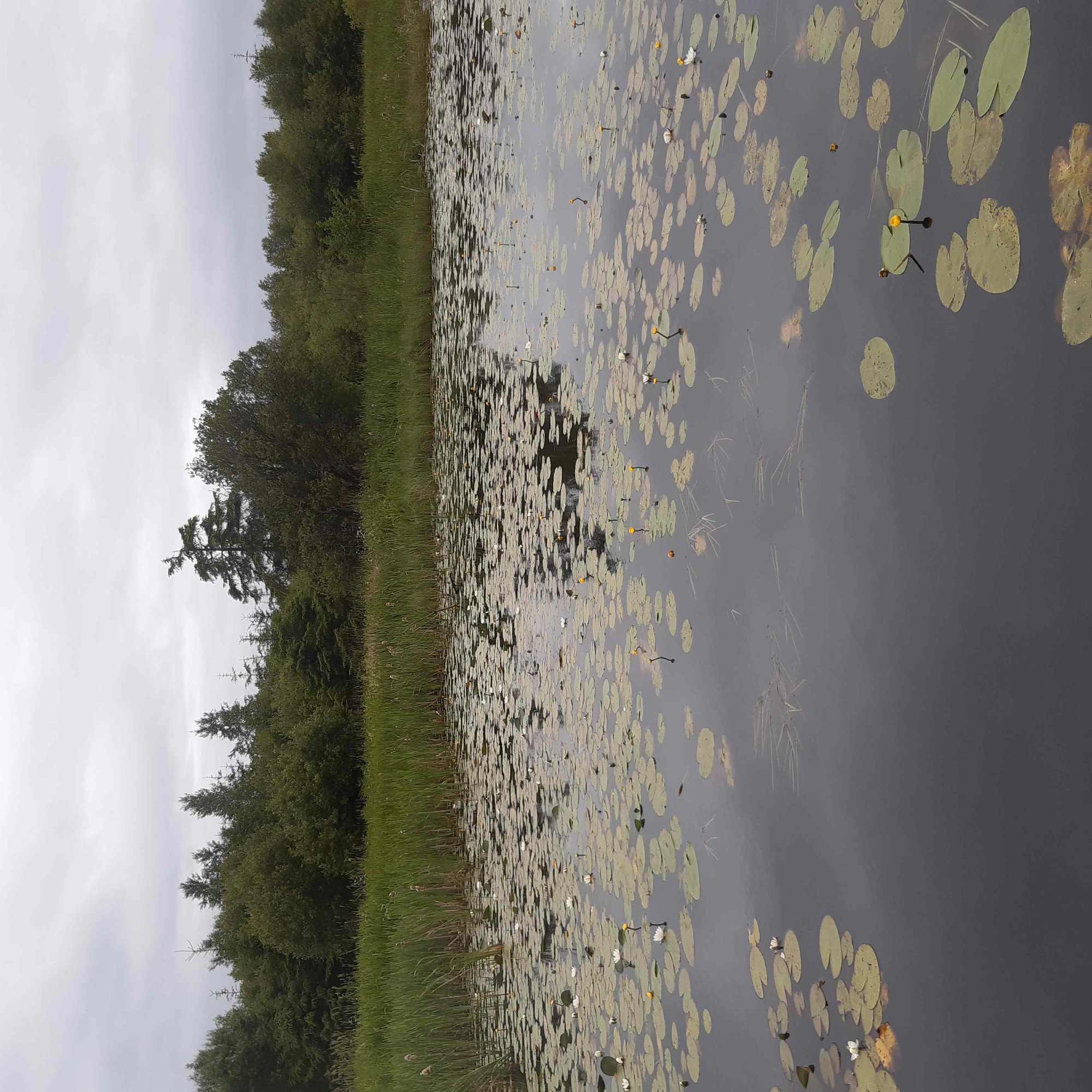 Wetland-habitat