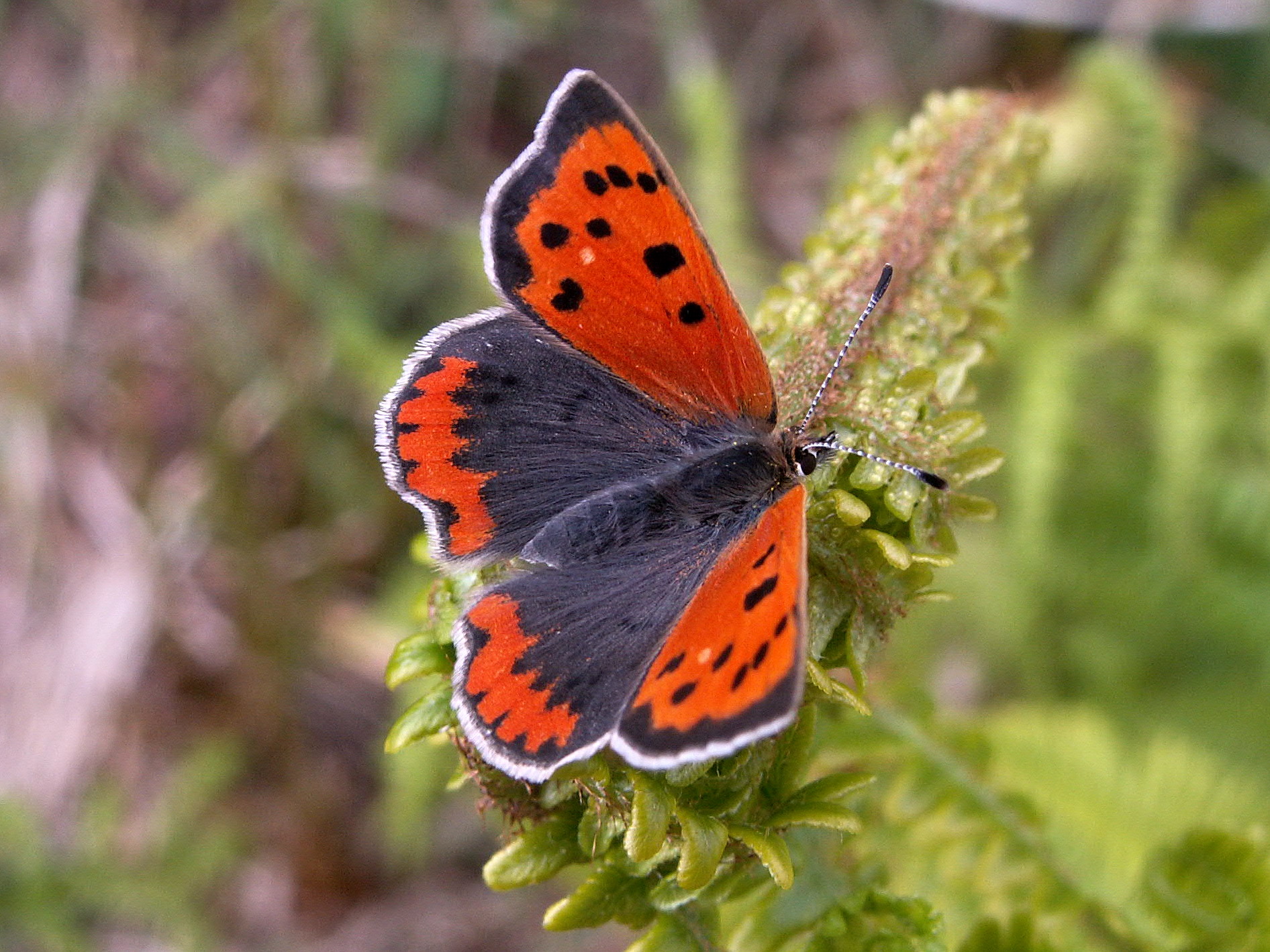 Small-copper Small-copper
