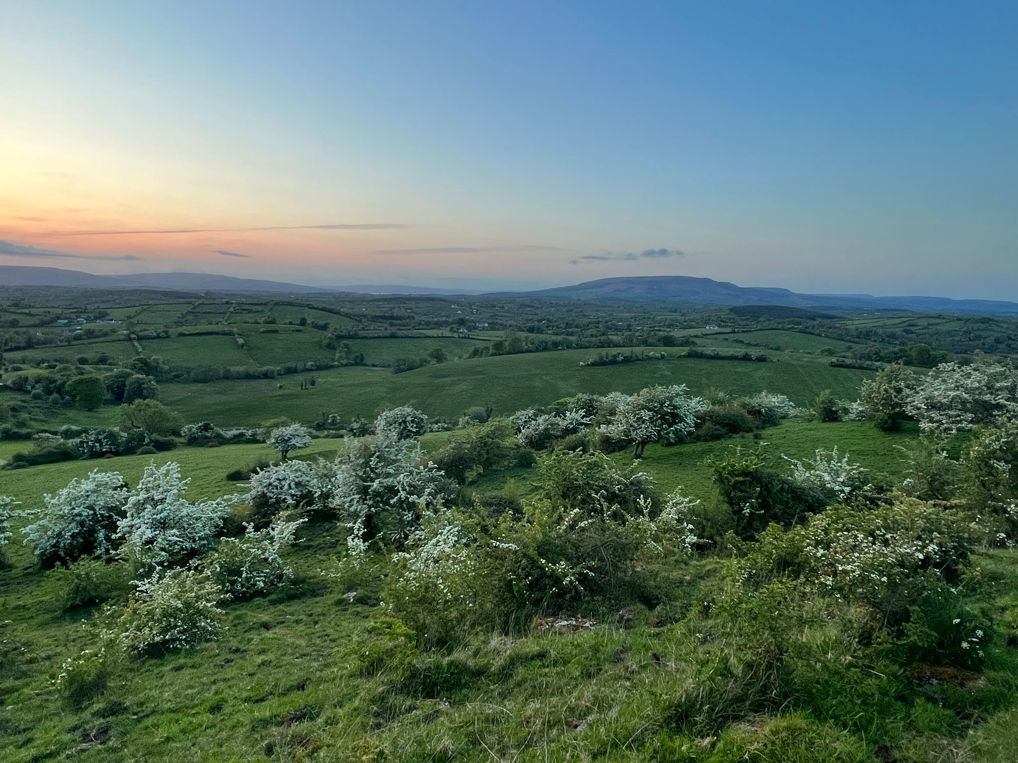 Hawthorn-webpage